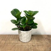 Load image into Gallery viewer, Peperomia Obtusifolia, 10cm Pot
