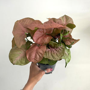 Syngonium Pink - Arrowhead plant, 14cm Pot