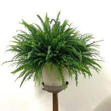 Load image into Gallery viewer, Nephrolepis Green Lady - Boston Fern, 20cm Hanging Pot
