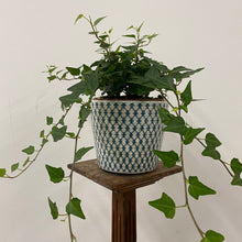 Load image into Gallery viewer, Hedera Helix Mix - Ivy, 12cm Pot
