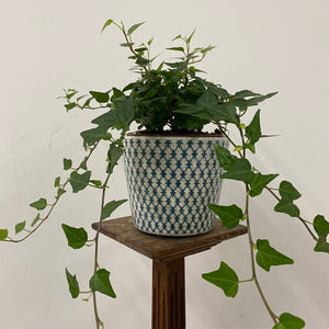 Hedera Helix Mix - Ivy, 12cm Pot