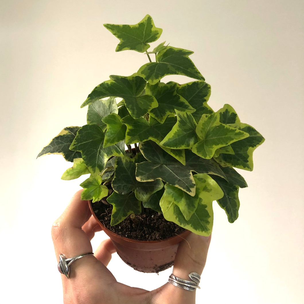 Mini Hedera Helix - Ivy- 8cm Pot