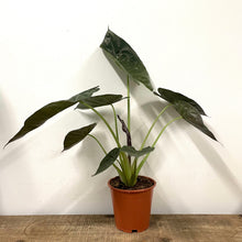 Load image into Gallery viewer, Alocasia Wentii - Elephant Ears, 19cm Pot
