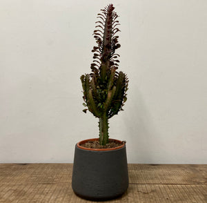Euphorbia Trigona Mix, 17cm Pot