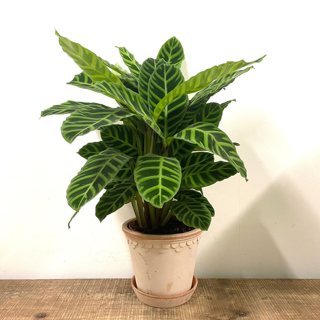 Calathea Zebrina, 14cm pot