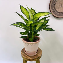Load image into Gallery viewer, Dieffenbachia Mars, 17cm Pot
