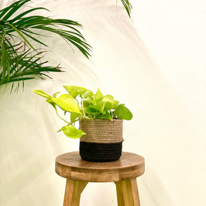 Epipremnum Aureum - Neon, 12cm Pot