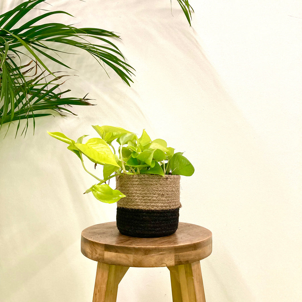 Epipremnum Aureum - Neon, 12cm Pot