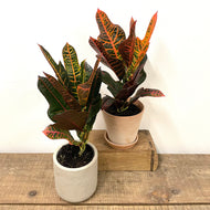 Codiaeum - Excellent, 17cm pot