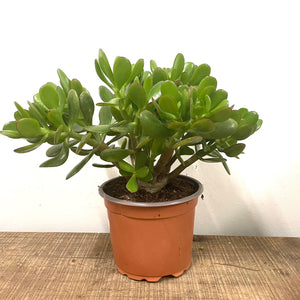 Crassula Ovata - Jade Plant, 17cm Pot