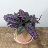 Strobilanthes Dyerianus - Persian Shield, 13cm Pot