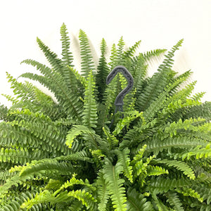 Nephrolepis Green Lady - Boston Fern, 20cm Hanging Pot