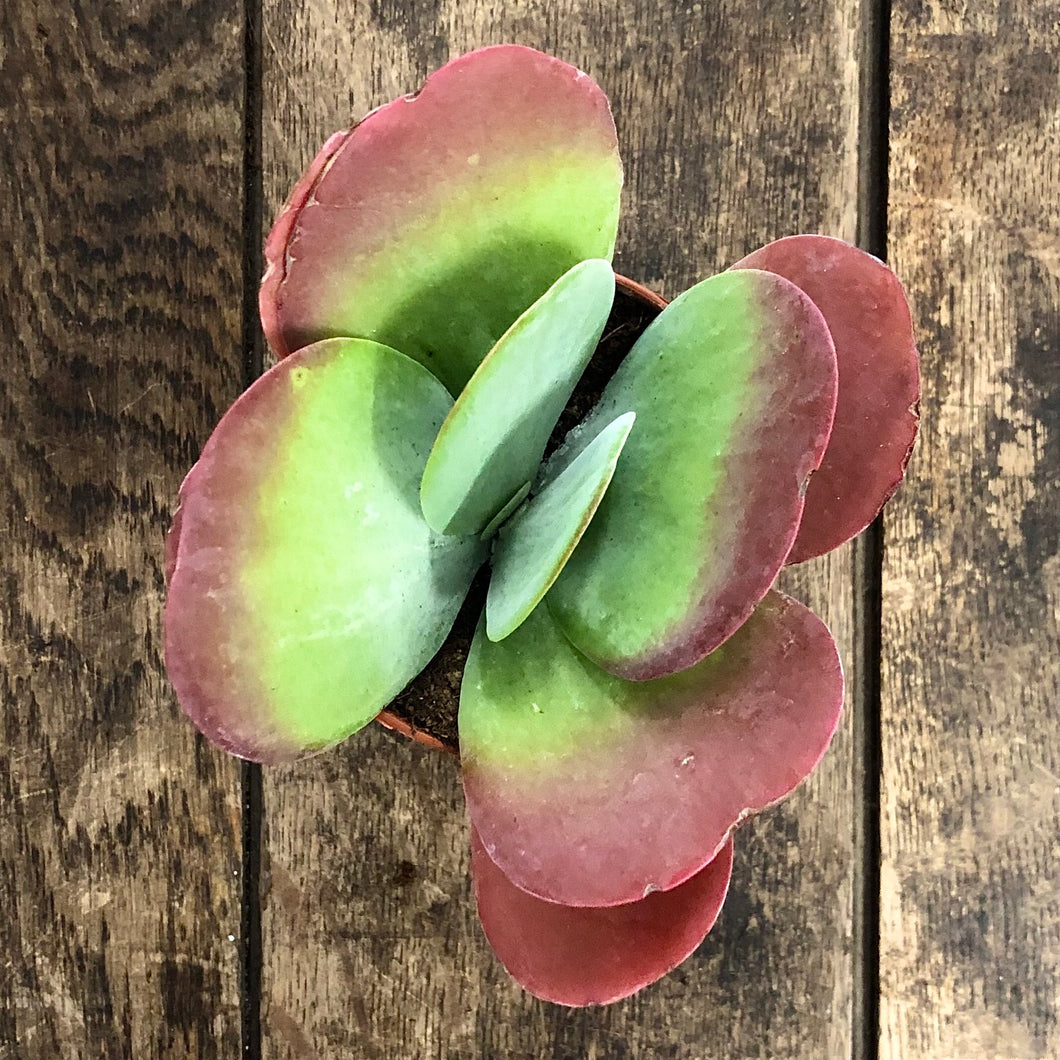 Kalanchoe Thyrsiflora - Puddle Plant, 11cm Pot