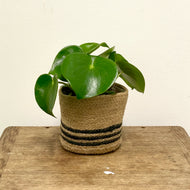 Peperomia Raindrop, 12cm Pot