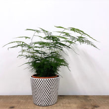 Load image into Gallery viewer, Asparagus Setaceus - Asparagus Fern, 19cm Pot
