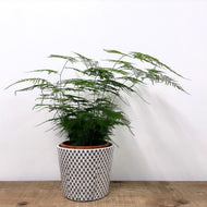 Asparagus Setaceus - Asparagus Fern, 19cm Pot