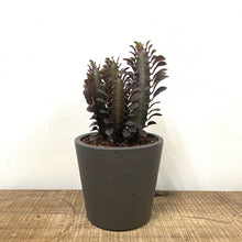 Load image into Gallery viewer, Euphorbia Trigona, 12cm Pot
