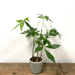 Pachira Aquatica, 12cm pot