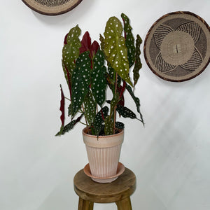 Begonia Maculata - Polka Dot Begonia, 14cm Pot