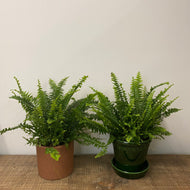 Nephrolepis - Boston Fern, 12cm Pot