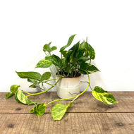 Epipremnum Aureum - Golden Pothos, 17cm Pot