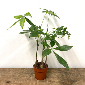 Pachira Aquatica, 12cm pot