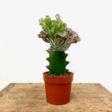 Load image into Gallery viewer, Euphorbia Lactea Cristata, 12cm Pot
