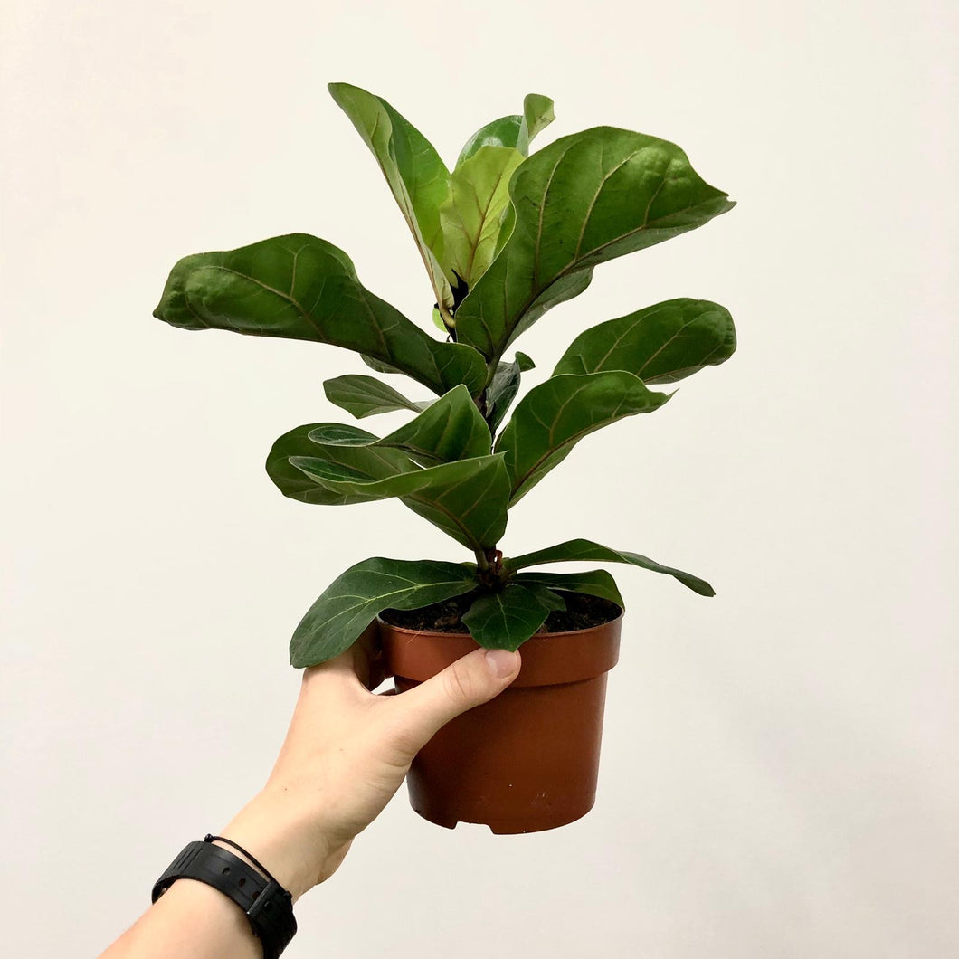 Ficus lyrata - Fiddle Leaf Fig, 12cm Pot
