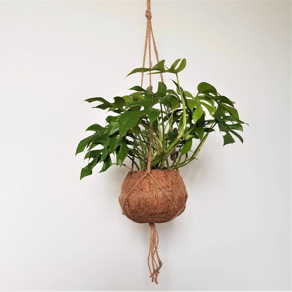 Kokodama Monstera Minima
