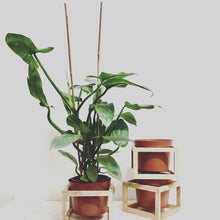 Load image into Gallery viewer, Square Wooden Plant Stand / Terracotta Pot
