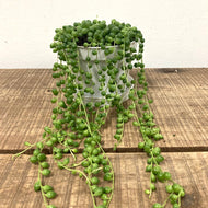 Senecio Rowleyanus - String of Pearls, 12cm Pot