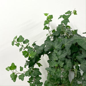 Hedera Helix - Ivy, 17cm Pot