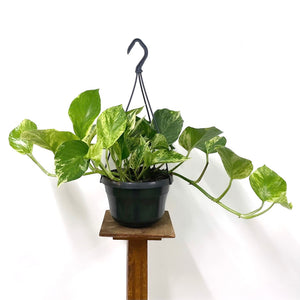 Epipremnum Marble Queen, 15cm Hanging Pot