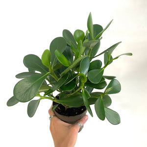 Clusia rosea Princess - Autograph Tree, 12cm Pot