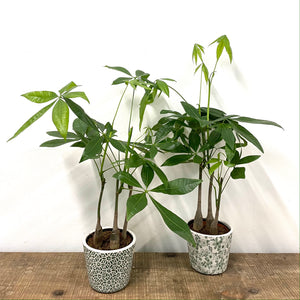 Pachira Aquatica, 12cm pot