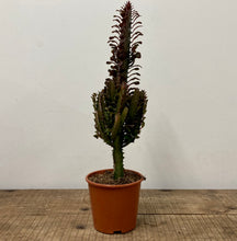 Load image into Gallery viewer, Euphorbia Trigona Mix, 17cm Pot
