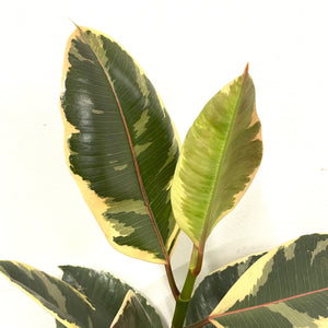 Ficus Tineke - Variegated Rubber Plant, 17cm Pot