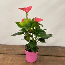 Load image into Gallery viewer, Anthurium - Flamingo Flower ‘Sweet Dream’ 12cm Pot
