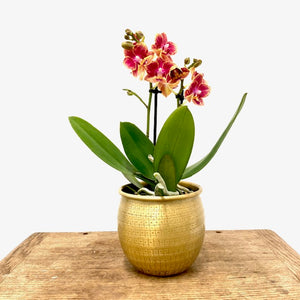 Phalaenopsis - Orchid Mixed Colors, 9cm Pot