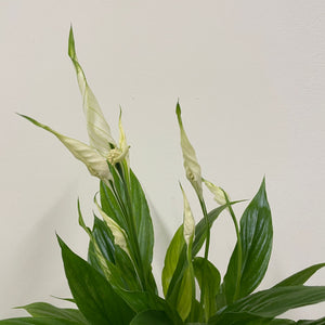 Spathiphyllum - Peace Lily, 12cm Pot