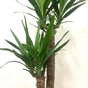 Yucca, 24cm Pot