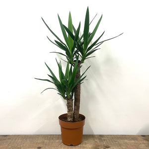 Yucca, 24cm Pot