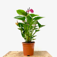 Load image into Gallery viewer, Anthurium - Flamingo Flower ‘Baby Purple’, 14cm Pot
