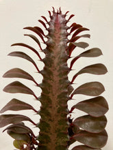 Load image into Gallery viewer, Euphorbia Trigona Mix, 17cm Pot
