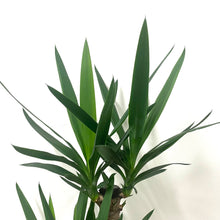 Load image into Gallery viewer, Yucca, 24cm Pot
