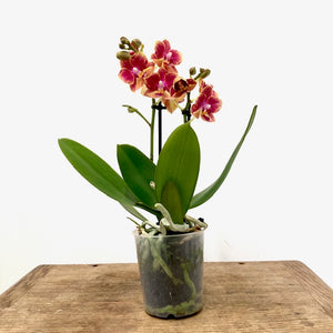 Phalaenopsis - Orchid Mixed Colors, 9cm Pot