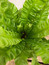 Load image into Gallery viewer, Asplenium Crispy Wave - Bird&#39;s Nest Fern, 12cm Pot
