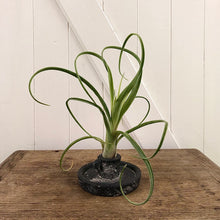 Load image into Gallery viewer, Tillandsia - Air Plant
