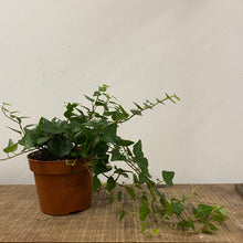 Load image into Gallery viewer, Hedera Helix Mix - Ivy, 12cm Pot
