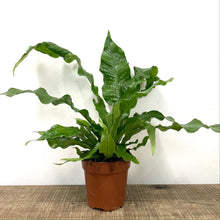 Load image into Gallery viewer, Microsorum Crocodyllus - Crocodile Fern, 12cm Pot
